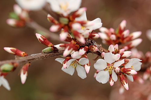 06052024
Nanking cherry buds begin to blossom in a yard in Brandon&#x2019;s south end on a windy and cool Monday. (Tim Smith/The Brandon Sun)