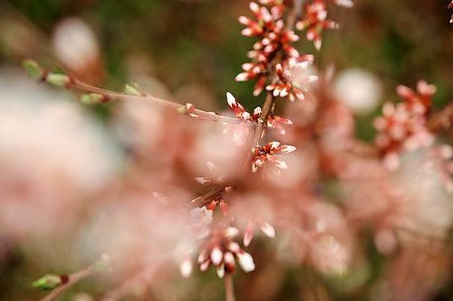 06052024
Nanking cherry buds begin to blossom in a yard in Brandon’s south end on a windy and cool Monday. (Tim Smith/The Brandon Sun)