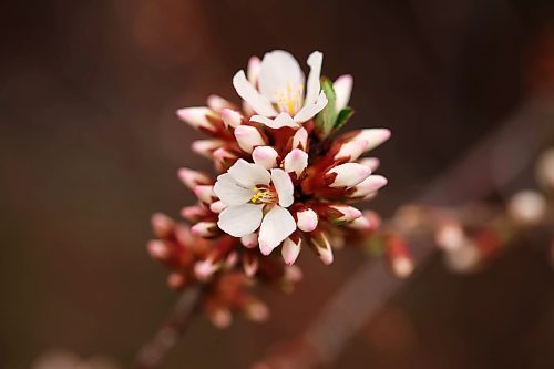 06052024
Nanking cherry buds begin to blossom in a yard in Brandon&#x2019;s south end on a windy and cool Monday. (Tim Smith/The Brandon Sun)