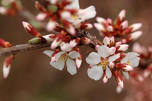 06052024
Nanking cherry buds begin to blossom in a yard in Brandon&#x2019;s south end on a windy and cool Monday. (Tim Smith/The Brandon Sun)