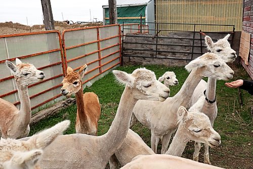08052024
Laurie Owens, co-owner of Circle O Alpacas, feeds her alpacas in a paddock at the farm just outside Alexander, Manitoba on Wednesday. 
(Tim Smith/The Brandon Sun)