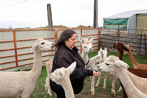 08052024
Laurie Owens, co-owner of Circle O Alpacas, feeds her alpacas in a paddock at the farm just outside Alexander, Manitoba on Wednesday. 
(Tim Smith/The Brandon Sun)