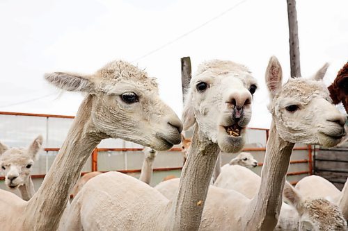 08052024
Freshly shorn alpacas are fed in a paddock at Circle O Alpacas just outside Alexander, Manitoba on Wednesday. 
(Tim Smith/The Brandon Sun)