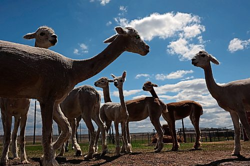 08052024
Freshly shorn alpacas graze in a paddock at Circle O Alpacas just outside Alexander, Manitoba on Wednesday. 
(Tim Smith/The Brandon Sun)