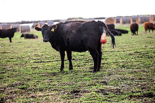 MIKAELA MACKENZIE / FREE PRESS

A heifer calves on Edie Creek Angus ranch near Anola on Wednesday, May 8, 2024. 


