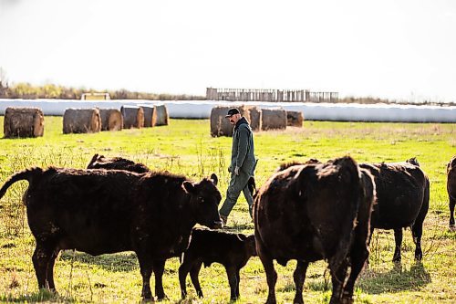 MIKAELA MACKENZIE / FREE PRESS

Jonathan Bouw checks on a calving heifer on Edie Creek Angus ranch near Anola on Wednesday, May 8, 2024. 


