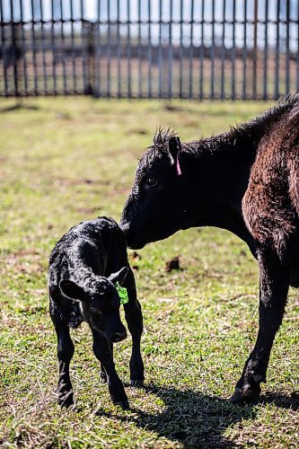 MIKAELA MACKENZIE / FREE PRESS

A cow with her brand new calf on Edie Creek Angus ranch near Anola on Wednesday, May 8, 2024. 


