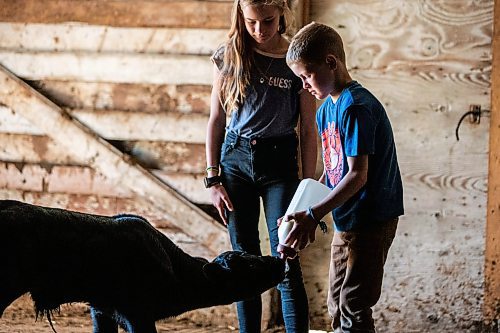 MIKAELA MACKENZIE / FREE PRESS

Micah (front, eight) and Alexa (11) Bouw feed Bryce, a bottle-fed calf (who was a twin that his mother didn&#x574; have adequate milk supply for), on Edie Creek Angus ranch near Anola on Wednesday, May 8, 2024. 


