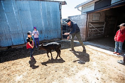 MIKAELA MACKENZIE / FREE PRESS
Lukas (seven, left), Karis (nine), Jonathan, and Kian (seven) Bouw play with the bottle-fed calf, Bryce, on Edie Creek Angus ranch near Anola on Wednesday, May 8, 2024. Bryce was a twin whose mother didnմ have an adequate milk supply for both calves.