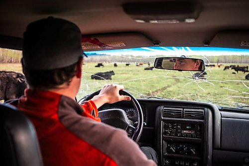 MIKAELA MACKENZIE / FREE PRESS

Stefan Bouw drives through the calving pasture to check for any calves born overnight on Edie Creek Angus ranch near Anola on Wednesday, May 8, 2024. 


