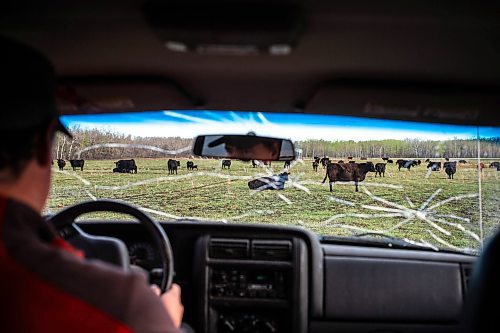 MIKAELA MACKENZIE / FREE PRESS

Stefan Bouw drives through the calving pasture to check for any calves born overnight on Edie Creek Angus ranch near Anola on Wednesday, May 8, 2024. 


