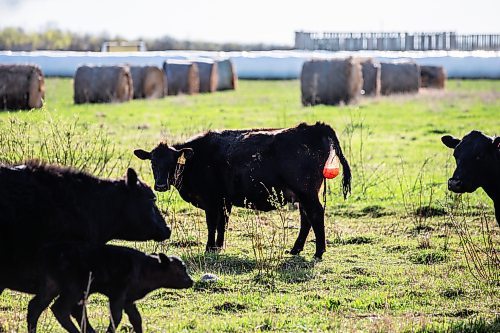 MIKAELA MACKENZIE / FREE PRESS
A heifer calves on Edie Creek Angus ranch near Anola on Wednesday, May 8, 2024.