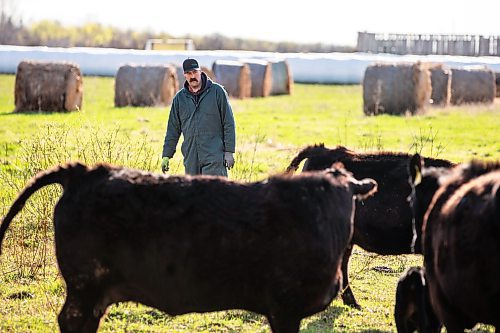 MIKAELA MACKENZIE / FREE PRESS
Jonathan Bouw checks on a calving heifer on Edie Creek Angus ranch near Anola on Wednesday, May 8, 2024.
