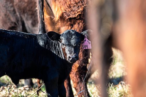 MIKAELA MACKENZIE / FREE PRESS

Calves with their mothers in the calving pasture on Edie Creek Angus ranch near Anola on Wednesday, May 8, 2024. 


