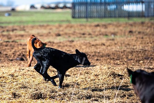 MIKAELA MACKENZIE / FREE PRESS
Calves play in the calving pasture on Edie Creek Angus ranch near Anola on Wednesday, May 8, 2024.