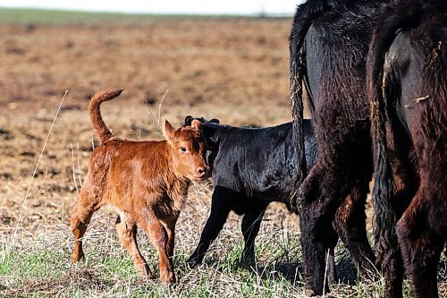 MIKAELA MACKENZIE / FREE PRESS

Calves play in the calving pasture on Edie Creek Angus ranch near Anola on Wednesday, May 8, 2024. 


