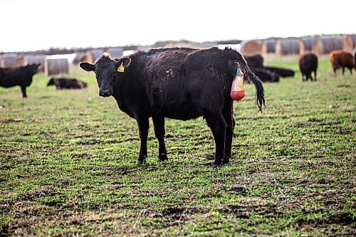 MIKAELA MACKENZIE / FREE PRESS
A heifer calves on Edie Creek Angus ranch near Anola on Wednesday, May 8, 2024.