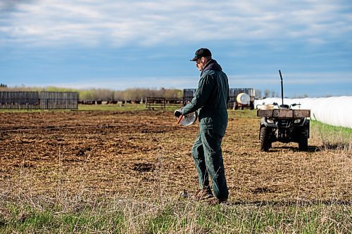 MIKAELA MACKENZIE / FREE PRESS

Jonathan Bouw moves an electric fence line to give the cows access to fresh bales on Edie Creek Angus ranch near Anola on Wednesday, May 8, 2024. 


