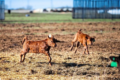 MIKAELA MACKENZIE / FREE PRESS

Calves play in the calving pasture on Edie Creek Angus ranch near Anola on Wednesday, May 8, 2024. 


