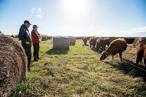 MIKAELA MACKENZIE / FREE PRESS

Jonathan (left) and Stefan Bouw watch as the cows and heifers feed on Edie Creek Angus ranch near Anola on Wednesday, May 8, 2024. 


