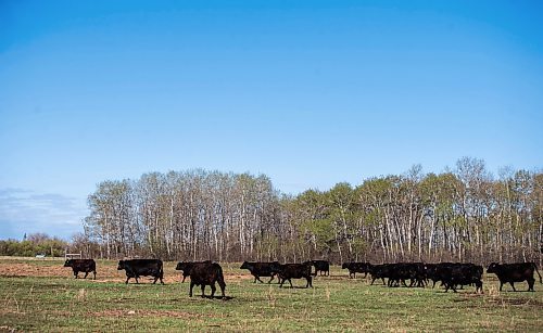 MIKAELA MACKENZIE / FREE PRESS

Cows and heifers walk towards fresh feed in the calving pasture on Edie Creek Angus ranch near Anola on Wednesday, May 8, 2024. 


