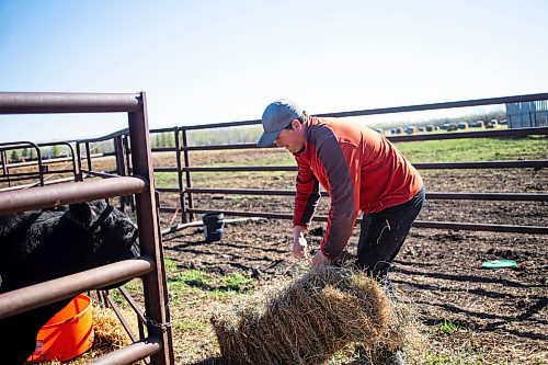 MIKAELA MACKENZIE / FREE PRESS

Stefan Bouw brings a square bale to a penned cow with twins on Edie Creek Angus ranch near Anola on Wednesday, May 8, 2024. 


