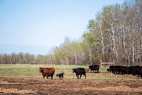 MIKAELA MACKENZIE / FREE PRESS
Calves and their mothers in the calving pasture on Edie Creek Angus ranch near Anola on Wednesday, May 8, 2024.