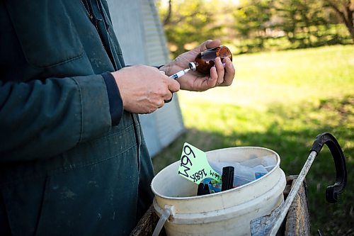 MIKAELA MACKENZIE / FREE PRESS

Jonathan Bouw draws a shot of selenium and vitamin e, which all calves on their ranch get, for a new calf on Edie Creek Angus ranch near Anola on Wednesday, May 8, 2024. 


