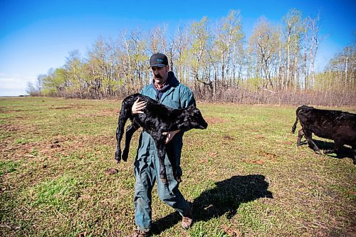 MIKAELA MACKENZIE / FREE PRESS
Jonathan Bouw carries a brand new calf to get weighed and tagged on Edie Creek Angus ranch near Anola on Wednesday, May 8, 2024.