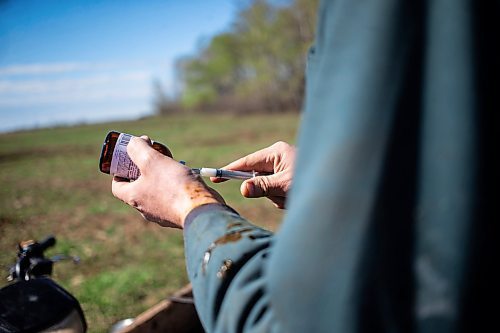 MIKAELA MACKENZIE / FREE PRESS

Jonathan Bouw draws a shot of selenium and vitamin e, which all calves on their ranch get, for a new calf on Edie Creek Angus ranch near Anola on Wednesday, May 8, 2024. 


