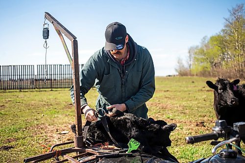 MIKAELA MACKENZIE / FREE PRESS

Jonathan Bouw weighs a brand new calf on Edie Creek Angus ranch near Anola on Wednesday, May 8, 2024. 


