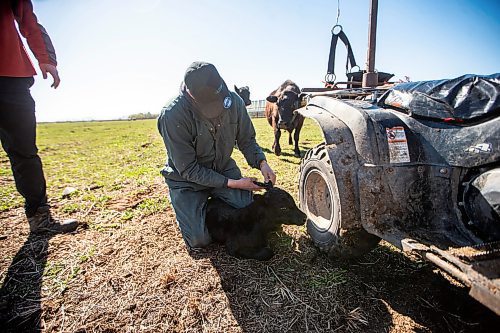 MIKAELA MACKENZIE / FREE PRESS

Jonathan Bouw tags a brand new calf on Edie Creek Angus ranch near Anola on Wednesday, May 8, 2024. 


