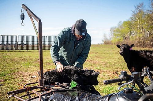 MIKAELA MACKENZIE / FREE PRESS
Jonathan Bouw weighs a brand new calf on Edie Creek Angus ranch near Anola on Wednesday, May 8, 2024.