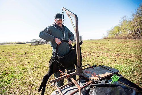 MIKAELA MACKENZIE / FREE PRESS

Jonathan Bouw weighs a brand new calf on Edie Creek Angus ranch near Anola on Wednesday, May 8, 2024. 


