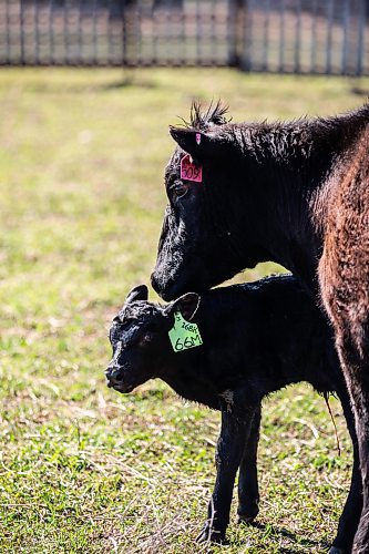 MIKAELA MACKENZIE / FREE PRESS

A cow with her brand new calf on Edie Creek Angus ranch near Anola on Wednesday, May 8, 2024. 


