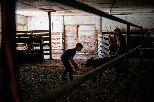 MIKAELA MACKENZIE / FREE PRESS

Micah (left, eight) and Alexa (11) Bouw feed Bryce, a bottle-fed calf (who was a twin that his mother didn&#x574; have adequate milk supply for), on Edie Creek Angus ranch near Anola on Wednesday, May 8, 2024. 


