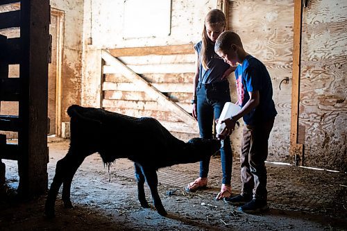 MIKAELA MACKENZIE / FREE PRESS

Micah (front, eight) and Alexa (11) Bouw feed Bryce, a bottle-fed calf (who was a twin that his mother didn&#x574; have adequate milk supply for), on Edie Creek Angus ranch near Anola on Wednesday, May 8, 2024. 


