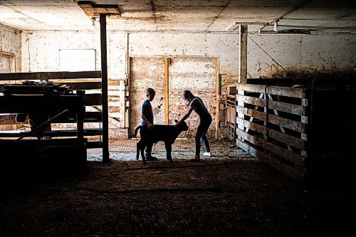 MIKAELA MACKENZIE / FREE PRESS

Micah (left, eight) and Alexa (11) Bouw feed Bryce, a bottle-fed calf (who was a twin that his mother didn&#x574; have adequate milk supply for), on Edie Creek Angus ranch near Anola on Wednesday, May 8, 2024. 


