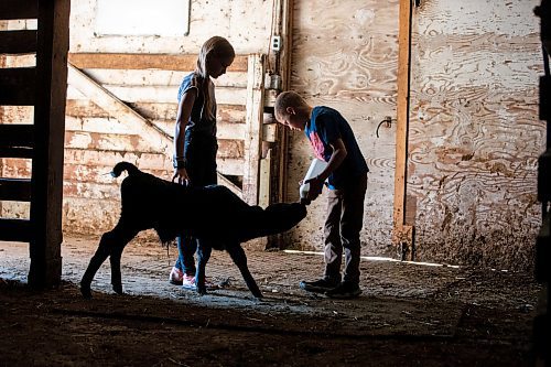 MIKAELA MACKENZIE / FREE PRESS

Alexa (left, 11) and Micah (eight) Bouw feed Bryce, a bottle-fed calf (who was a twin that his mother didn&#x574; have adequate milk supply for), on Edie Creek Angus ranch near Anola on Wednesday, May 8, 2024. 


