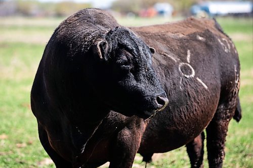 MIKAELA MACKENZIE / FREE PRESS

Bulls on Edie Creek Angus ranch near Anola on Wednesday, May 8, 2024. 


