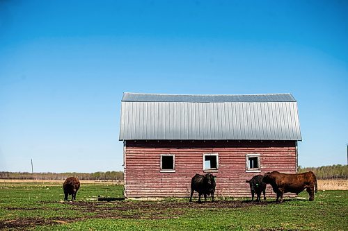 MIKAELA MACKENZIE / FREE PRESS
Bulls on Edie Creek Angus ranch near Anola on Wednesday, May 8, 2024.