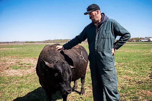 MIKAELA MACKENZIE / FREE PRESS
Jonathan Bouw scratches a friendly bull on Edie Creek Angus ranch near Anola on Wednesday, May 8, 2024.