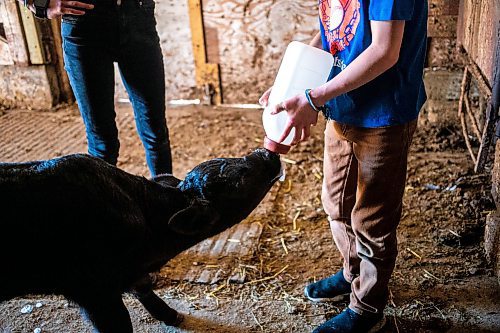 MIKAELA MACKENZIE / FREE PRESS

Micah (front, eight) and Alexa (11) Bouw feed Bryce, a bottle-fed calf (who was a twin that his mother couldn&#x574; didn&#x574; have adequate milk supply for), on Edie Creek Angus ranch near Anola on Wednesday, May 8, 2024. 


