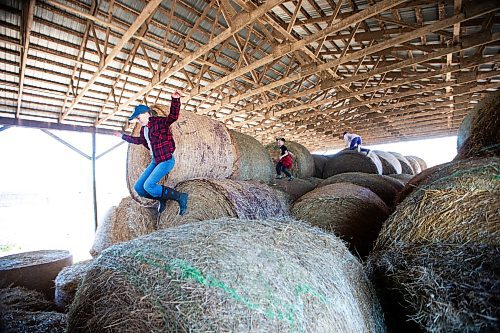 MIKAELA MACKENZIE / FREE PRESS

Lucie (12, left), Kian (seven), and Karis (nine) Bouw play in the hay bales on Edie Creek Angus ranch near Anola on Wednesday, May 8, 2024. 


