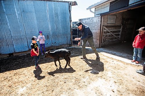 MIKAELA MACKENZIE / FREE PRESS

Lukas (seven, left), Karis (nine), Jonathan, and Kian (seven) Bouw play with the bottle-fed calf, Bryce, on Edie Creek Angus ranch near Anola on Wednesday, May 8, 2024. Bryce was a twin whose mother didn&#x574; have an adequate milk supply for both calves.


