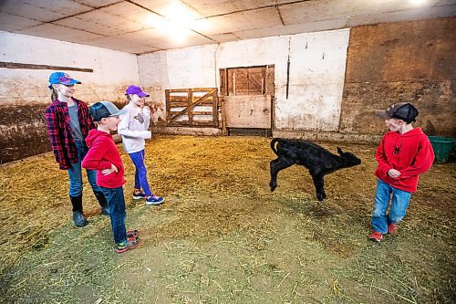MIKAELA MACKENZIE / FREE PRESS
Lucie (12, left), Lukas (seven), Karis (nine), and Kian (seven) Bouw play with the bottle-fed calf, Bryce, on Edie Creek Angus ranch near Anola on Wednesday, May 8, 2024. Bryce was a twin whose mother didnմ have an adequate milk supply for both calves.