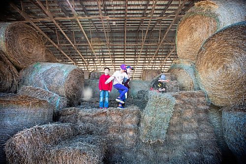 MIKAELA MACKENZIE / FREE PRESS

Kian (seven, left), Karis (nine), Lucie (12), and Lukas (seven) Bouw throw a square bale down to their dad on Edie Creek Angus ranch near Anola on Wednesday, May 8, 2024. 


