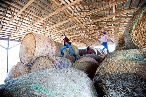 MIKAELA MACKENZIE / FREE PRESS

Lucie (12, left), Kian (seven), and Karis (nine) Bouw play in the hay bales on Edie Creek Angus ranch near Anola on Wednesday, May 8, 2024. 


