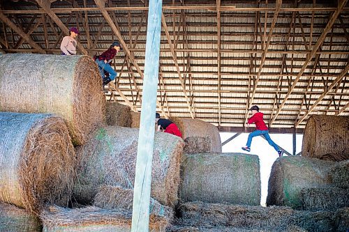 MIKAELA MACKENZIE / FREE PRESS

Karis (nine, left), Lucie (12), Lukas (seven), and Kian (seven) Bouw play in the hay bales on Edie Creek Angus ranch near Anola on Wednesday, May 8, 2024. 


