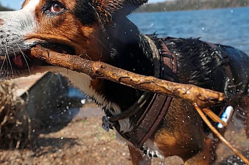 09052024
Willy shakes off water after chasing sticks into Clear Lake thrown by owner Johannes Wingefeld at Riding Mountain National Park on Thursday. Wingefeld and his partner Janine Wingefeld, from Germany, are spending six month&#x2019;s travelling Canada and began their trip five weeks ago in Halifax.
(Tim Smith/The Brandon Sun)